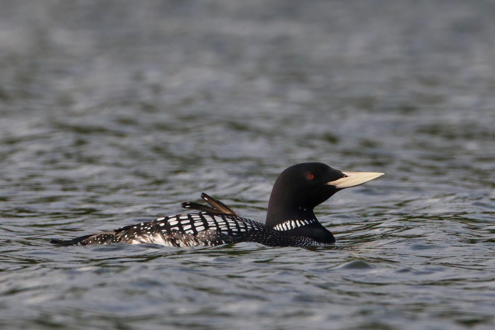 image White-billed Diver